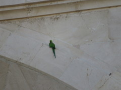 Psittacula krameri
