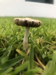 Agrocybe retigera