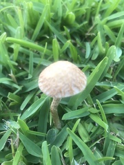 Agrocybe retigera
