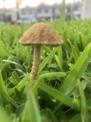 Agrocybe retigera
