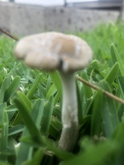 Agrocybe retigera