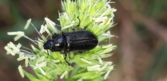 Enicopus