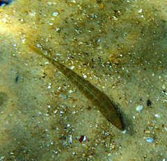 Neoodax balteatus