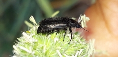 Enicopus
