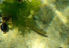Neoodax balteatus
