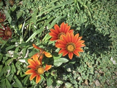 Gazania
