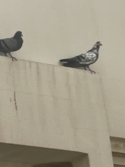 Columba livia domestica