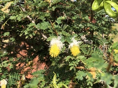 Dichrostachys spicata