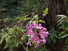 Dichaetanthera