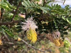 Dichrostachys spicata