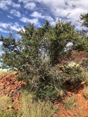 Dichrostachys spicata