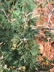 Dichrostachys spicata