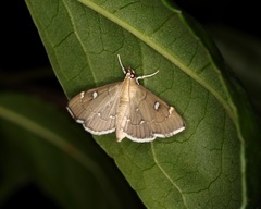 Protonoceras capitalis