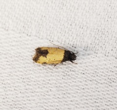 Tyrolimnas anthraconesa