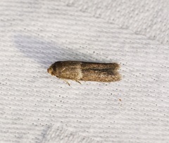 Blastobasis divulgata