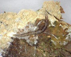 Leptomorphus hyalinus