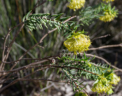 Pimelea suaveolens