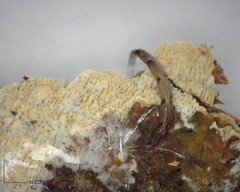 Leptomorphus hyalinus