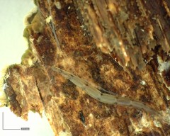 Leptomorphus hyalinus