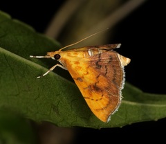 Hyalobathra micralis