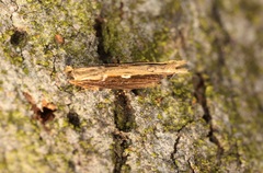 Hypatima spathota