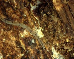 Leptomorphus hyalinus