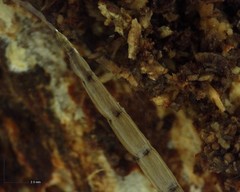 Leptomorphus hyalinus