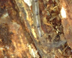 Leptomorphus hyalinus