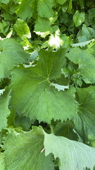 Adenostyles alliariae