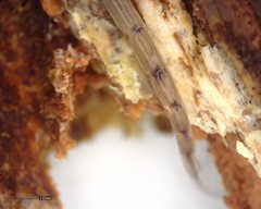 Leptomorphus hyalinus