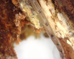 Leptomorphus hyalinus