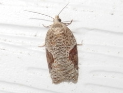 Acleris braunana