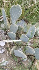 Opuntia basilaris treleasei