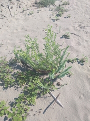 Euphorbia paralias