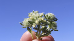 Teucrium rouyanum