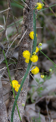 Acacia applanata