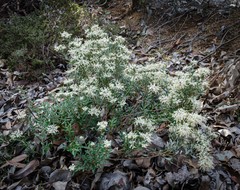Grevillea candolleana