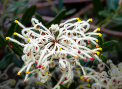 Grevillea candolleana