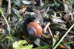 Cepaea