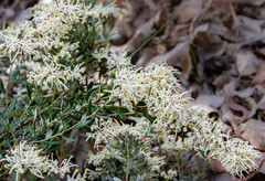Grevillea candolleana