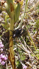 Arima marginata