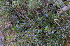 Cyanothamnus ramosus ramosa