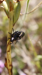 Arima marginata