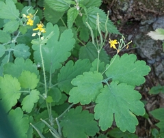 Chelidonium majus