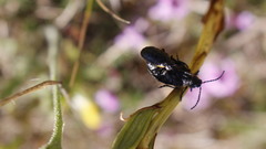 Arima marginata