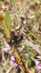 Arima marginata