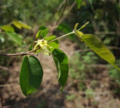 Pentopetia
