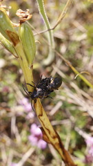 Arima marginata