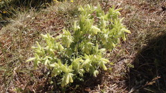 Onosma fastigiata