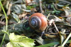 Cepaea